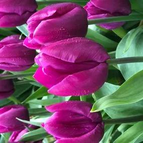 Purple Prince Tulip (Tulipa Purple Prince) Img 3